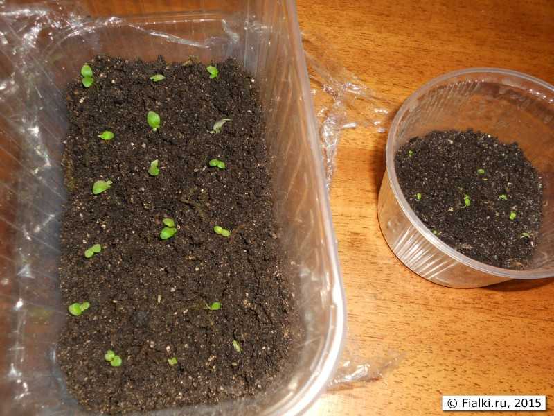 Выращивание фиалки из семян: есть ли у комнатной сенполии плоды и как они выглядят? как можно вырастить фиалку? размножение в домашних условиях