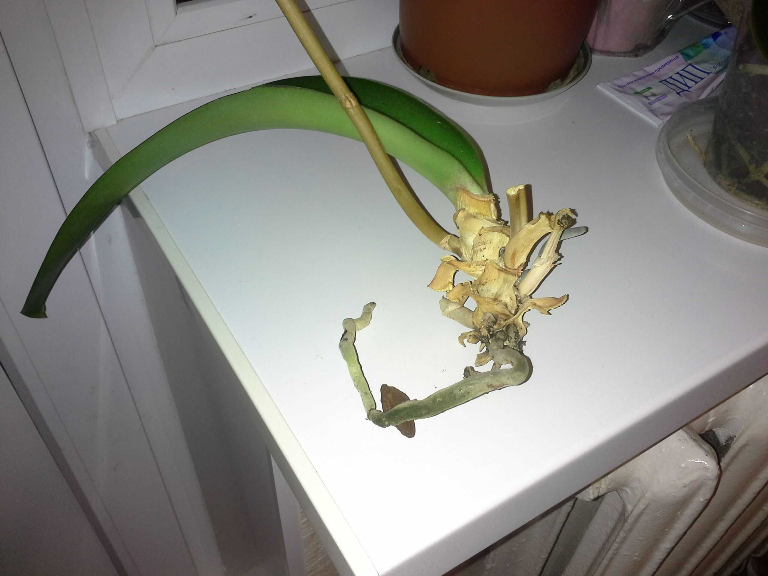 Можно из листа вырастить орхидею