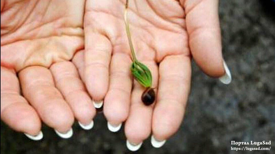 Как посадить кедр на садовом участке: из орешка, саженец