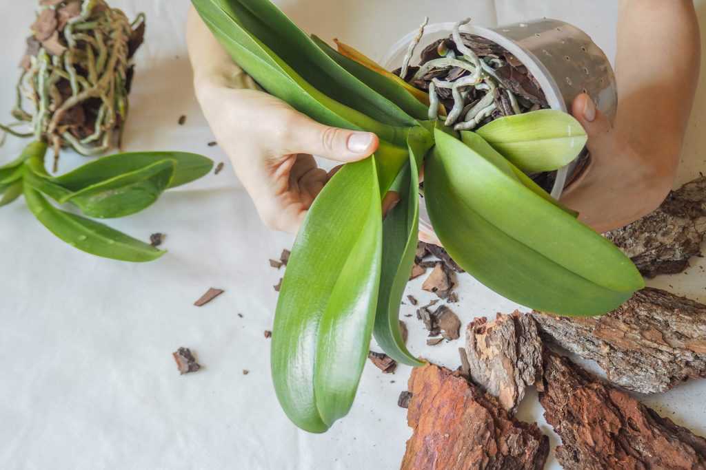 Размножение и разведение орхидей в домашних условиях