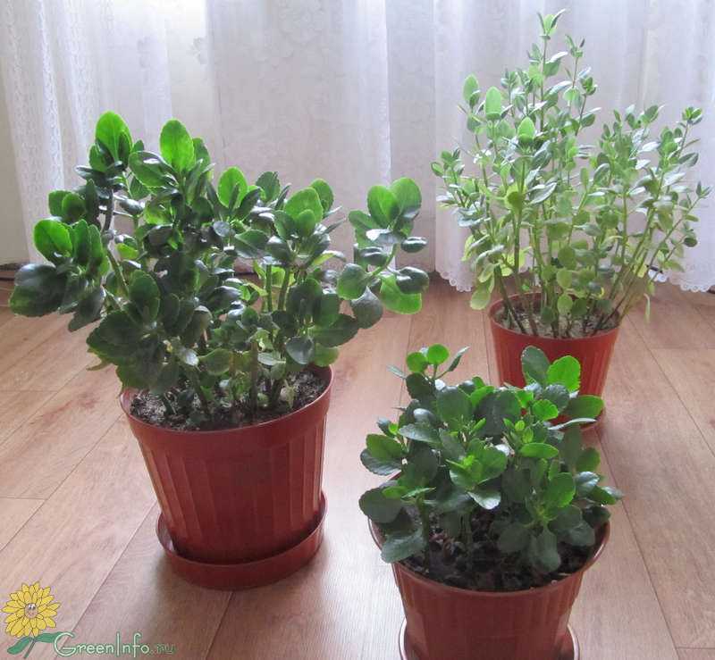 Мини каланхоэ - каландива: уход за растением в домашних условиях, фото