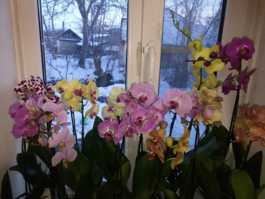 Как начинает цвести орхидея