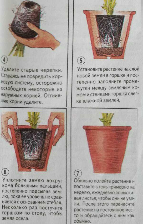 Можно ли пересаживать комнатные растения осенью? особенности осенней пересадки. фото — ботаничка.ru
