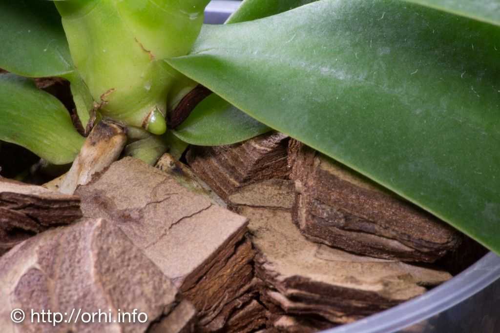 Как отличить корень орхидеи от цветоноса фото