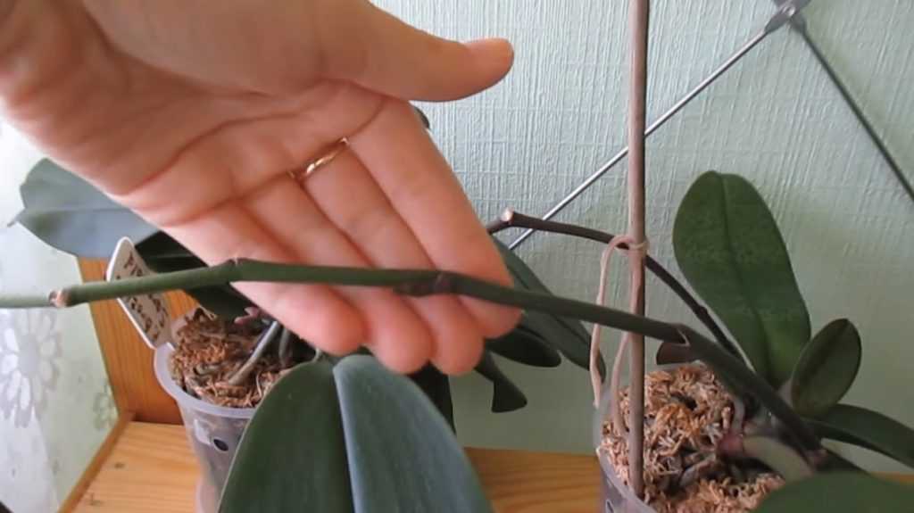 Как заставить цвести орхидею фаленопсис?