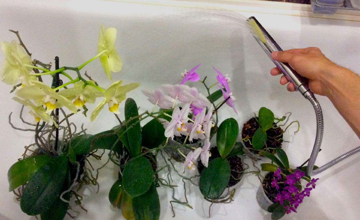 Варианты как правильно и сколько раз необходимо поливать орхидеи водой