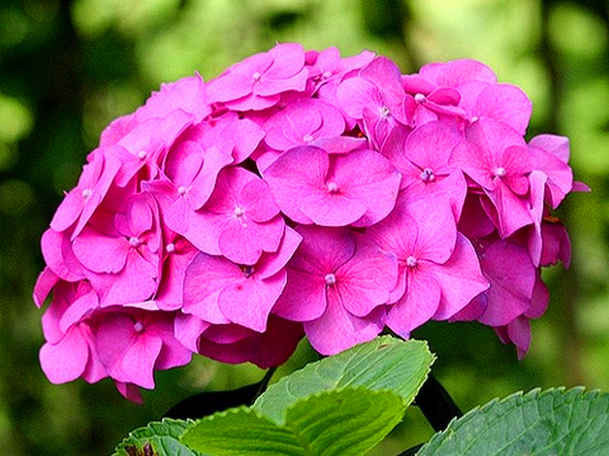 Кто виноват и что делать – 10 причин скудного цветения гортензии | в цветнике (огород.ru)