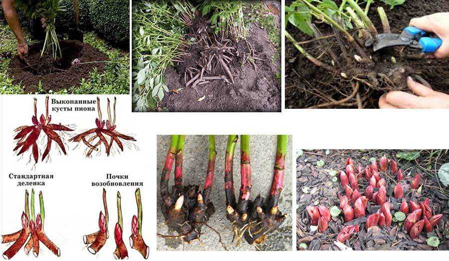 Пион уклоняющийся (30 фото): описание растения марьин корень, выращивание из семян в домашних условиях