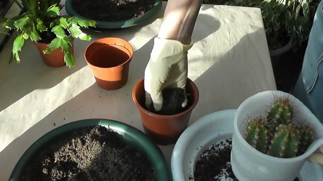 Как правильно пересаживать кактусы в домашних условиях