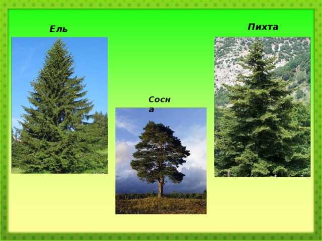 Пихта (81 фото): как выглядит дерево? описание шишек и листьев, размеров пихты. как ухаживать? выращивание и размножение