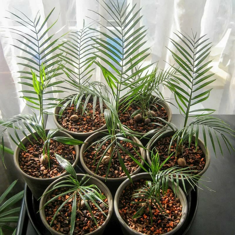 10 лучших быстрорастущих комнатных растений. список с фото — ботаничка.ru