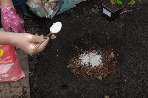Как вырастить гортензию в саду: посадка уход, фото