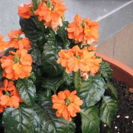 Кроссандра: уход в домашних условиях и размножение цветка