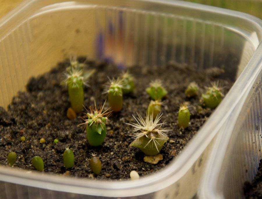 Как посадить кактус в домашних условиях, чтобы получить ожидаемый результат?
