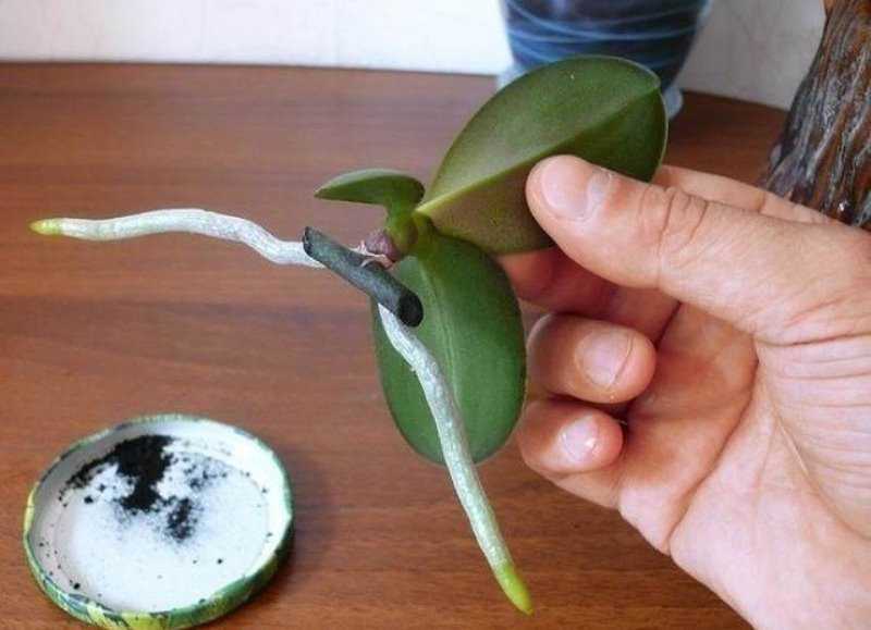 Советы орхидеистов, как вырастить орхидею из цветоноса