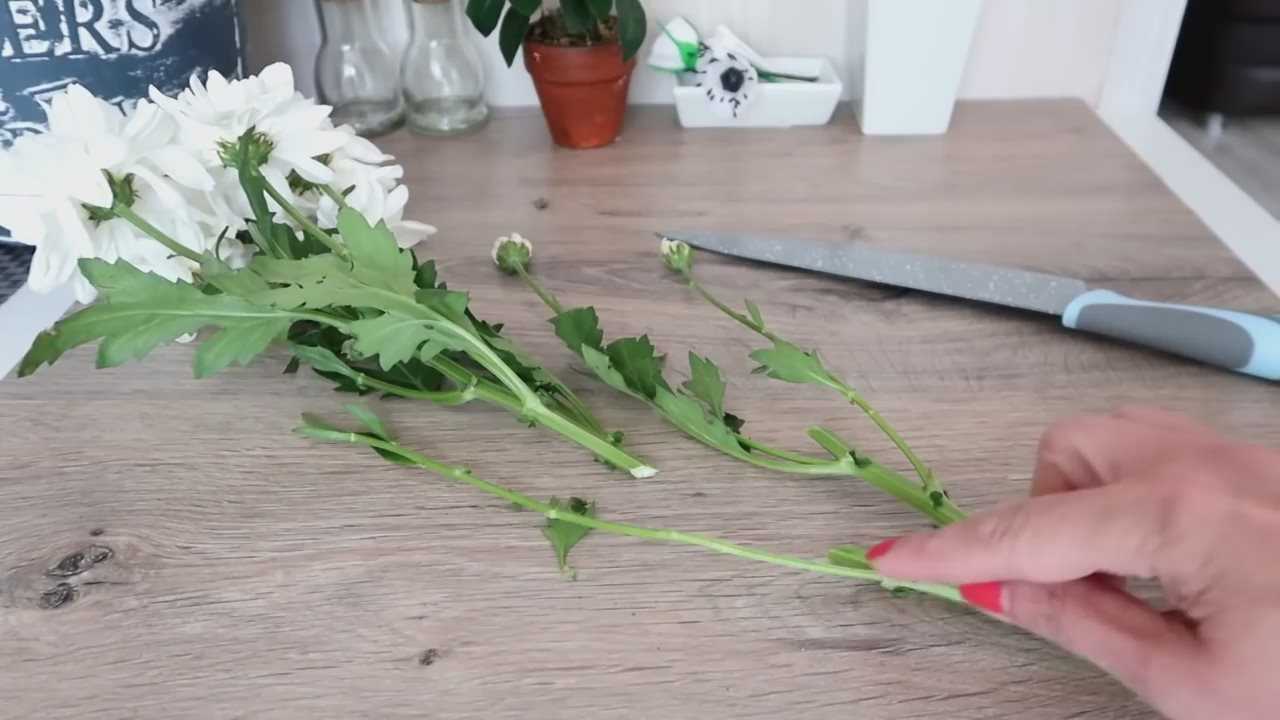 Размножение хризантемы осенью: метод черенкования
