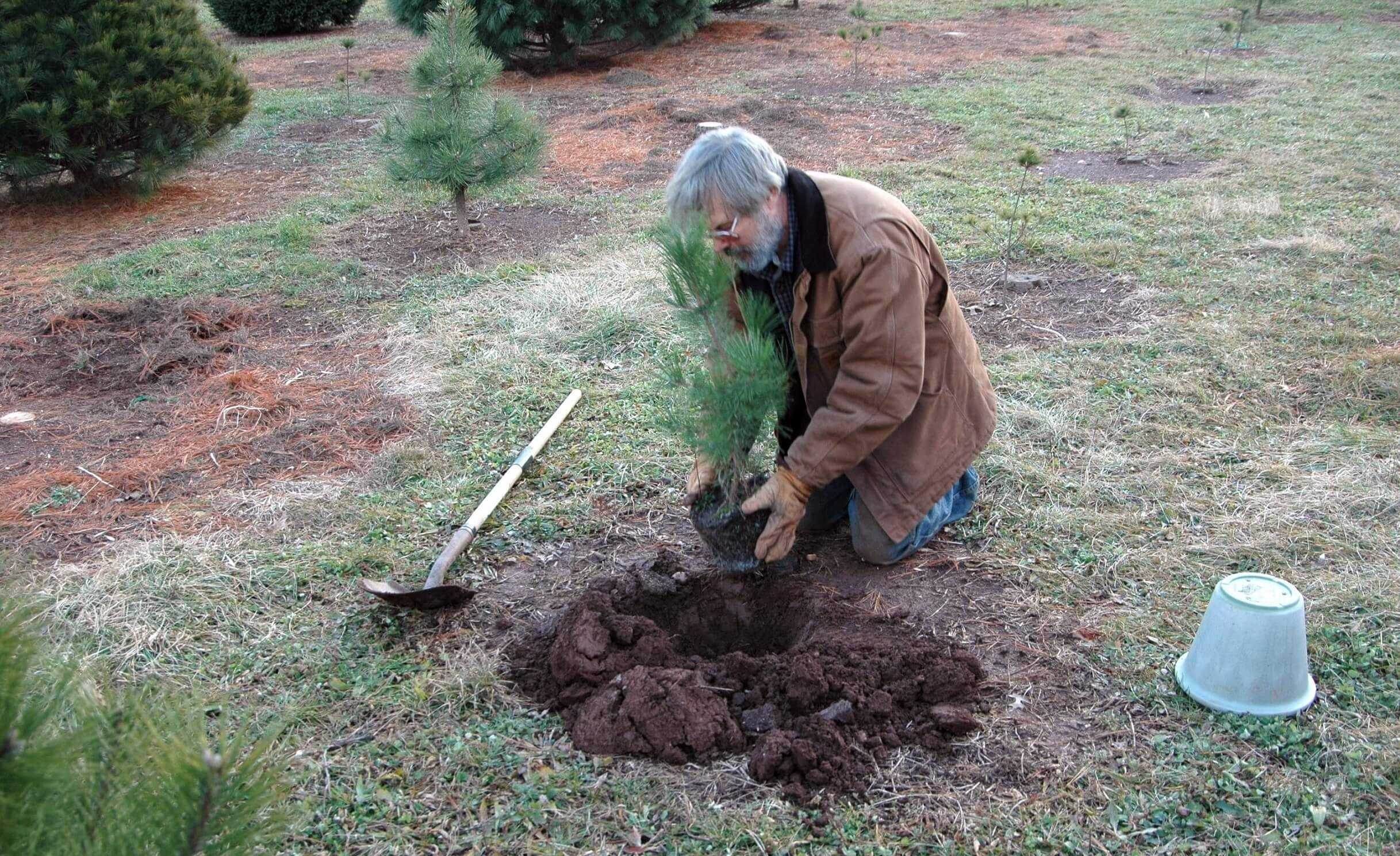 Можно ли пересаживать сосну летом. как посадить сосну из леса на своем участке? советы по выбору места для хвойных деревьев