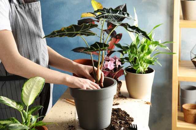 Комнатные цветы - правила пересадки комнатных растений, когда пересаживать и зачем