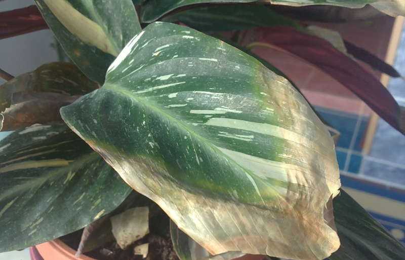 Описание болезней и вредителей калатеи: желтеют и сохнут листья по краям