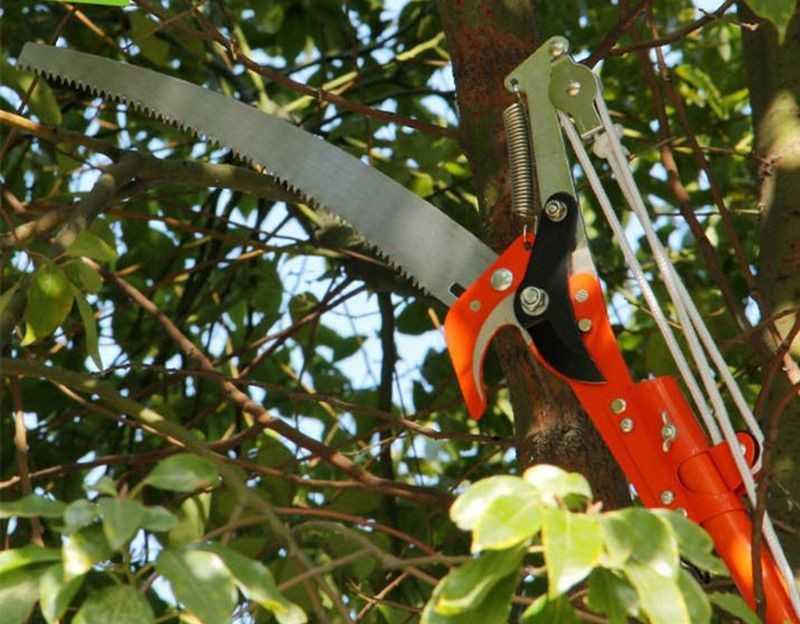 Секаторы садовые: как выбрать инструмент для обрезки деревьев в саду?