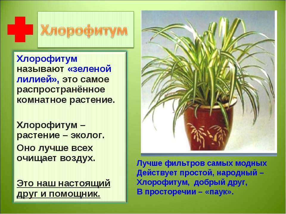 Комнатные растения польза и вред. Хлорофитум комнатное растение. Хлорофитум зеленая Лилия. Хлорофитум цветок комнатный приметы. Хлорофитум характеристика.