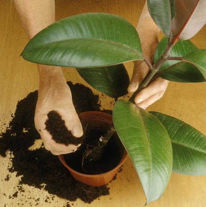 Как посадить фикус отростком, листом ,семенами, а также советы по укоренению растения
