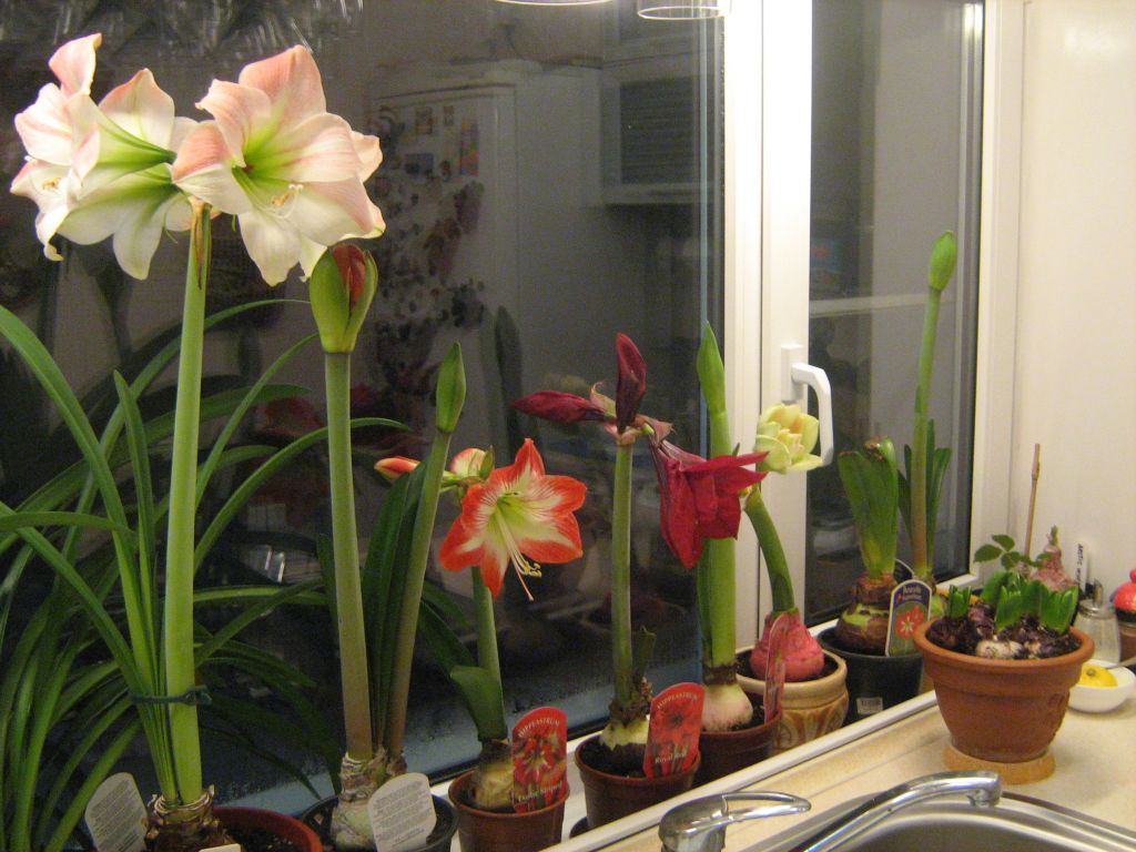 Амариллис фото, уход в домашних условиях, размножение, цветение