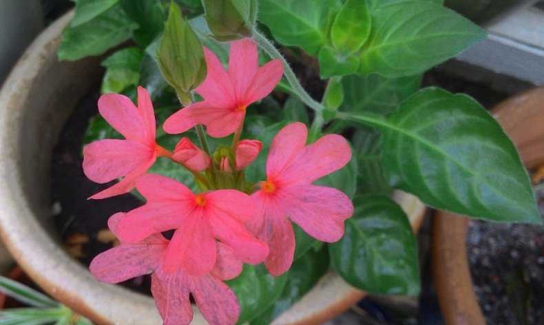 Кроссандра (39 фото): уход за комнатным цветком в домашних условиях. почему у кроссандры краснеют листья? способы ее размножения