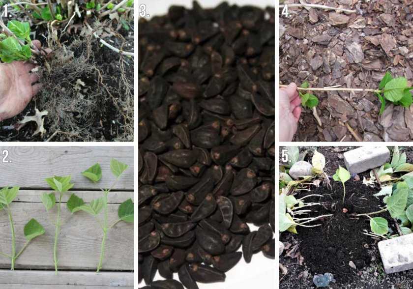 Как вырастить гортензии из семян?
