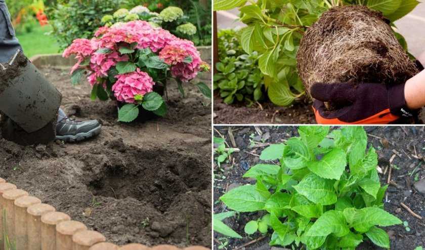 Как правильно посадить гортензию осенью, чтобы растение хорошо прижилось