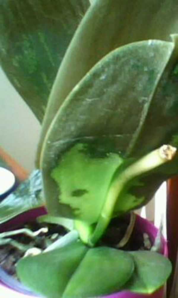 Орхидея гниет (20 фото): что делать, если сгнила точка роста? почему орхидея гниет у основания? как его спасти и реанимировать листья?